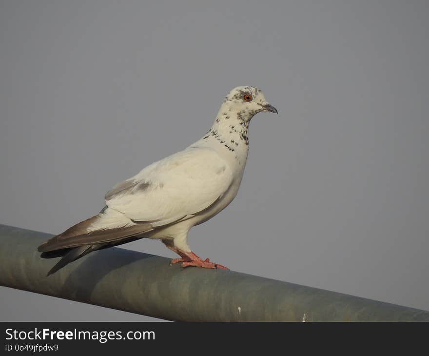 Bird, Fauna, Beak, Pigeons And Doves