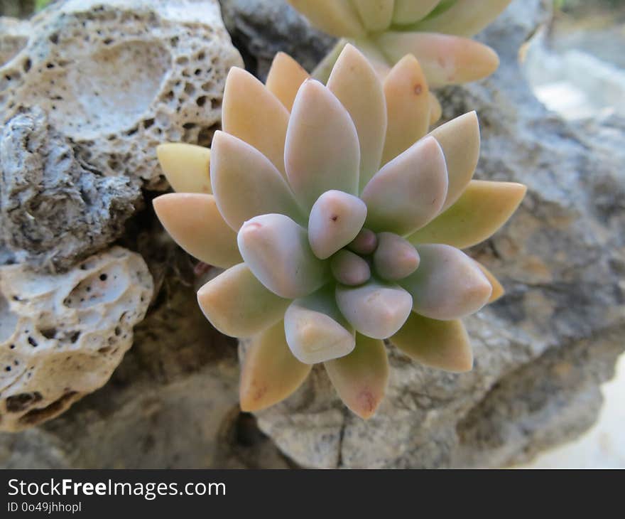 Flower, Plant, Flora, Stonecrop Family