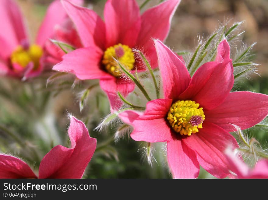 Flower, Plant, Flora, Flowering Plant