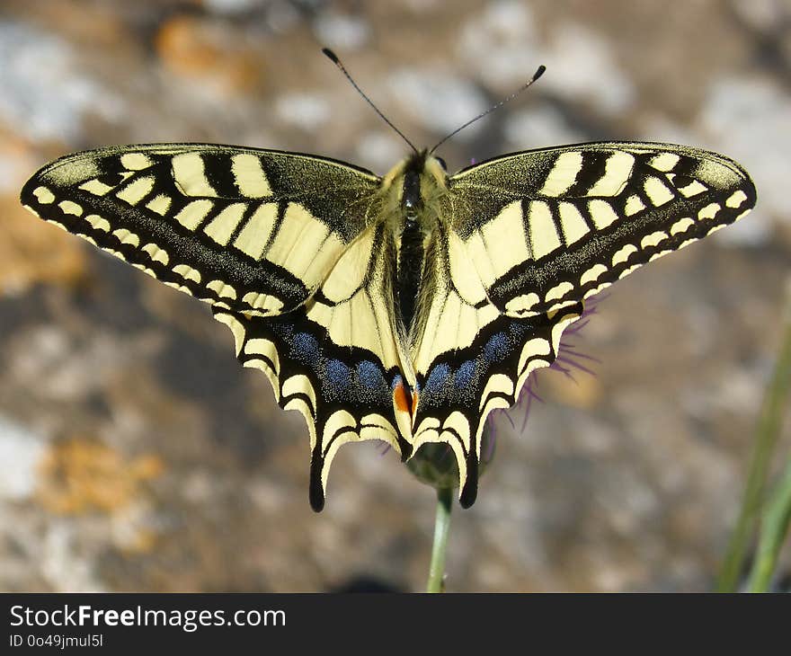 Butterfly, Moths And Butterflies, Insect, Invertebrate