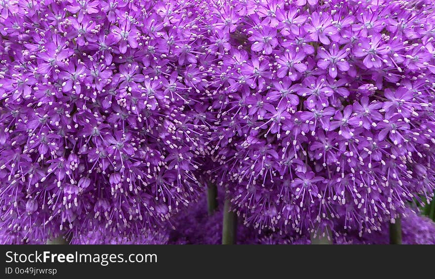 Plant, Purple, Flower, Lilac