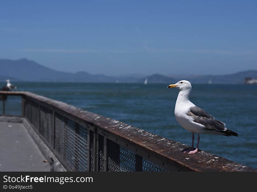 Bird, Seabird, Gull, Sea