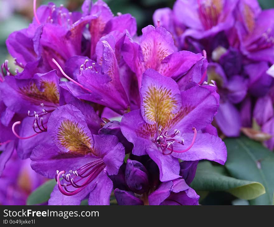 Flower, Plant, Flowering Plant, Purple