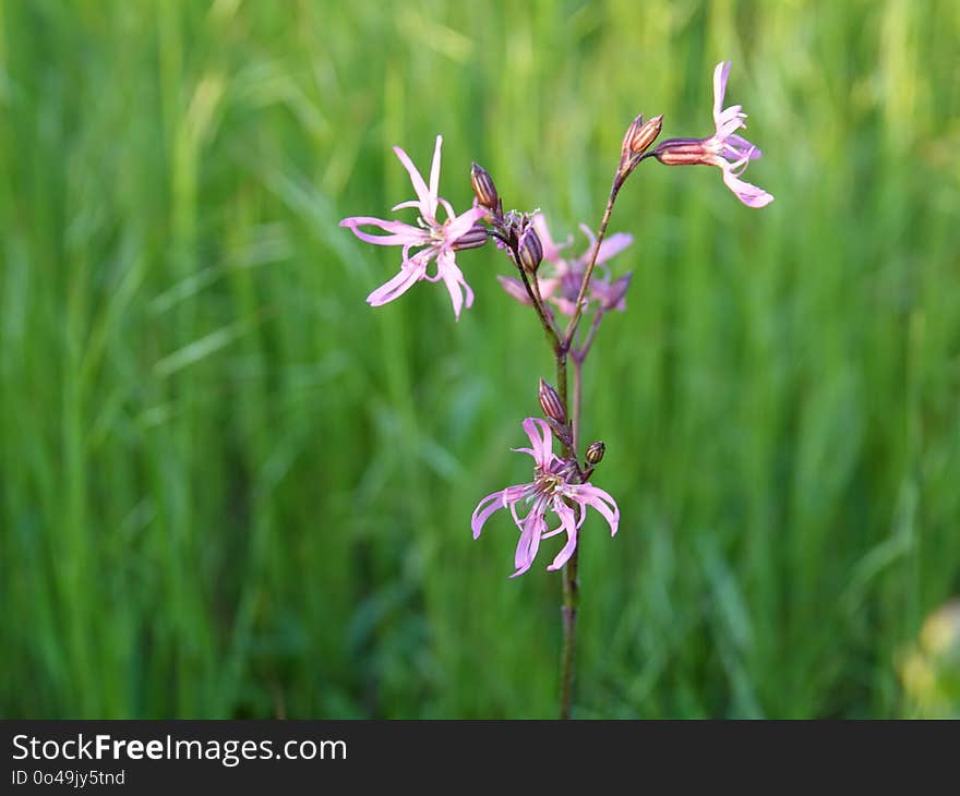 Plant, Flower, Flora, Flowering Plant