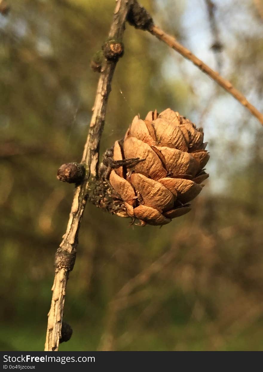 Branch, Tree, Larch, Twig