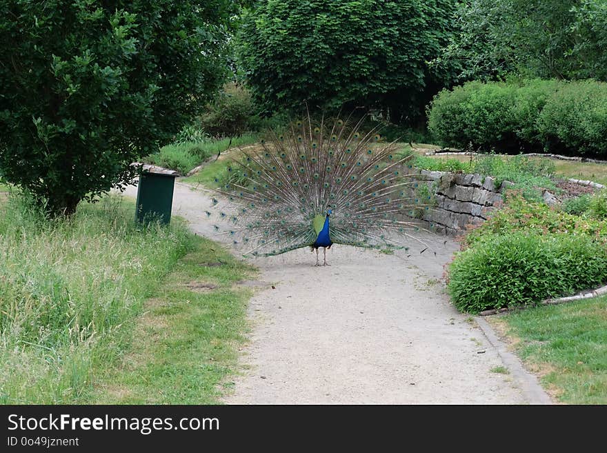 Nature Reserve, Path, Grass, Tree