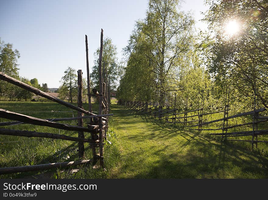 Tree, Pasture, Nature Reserve, Sky