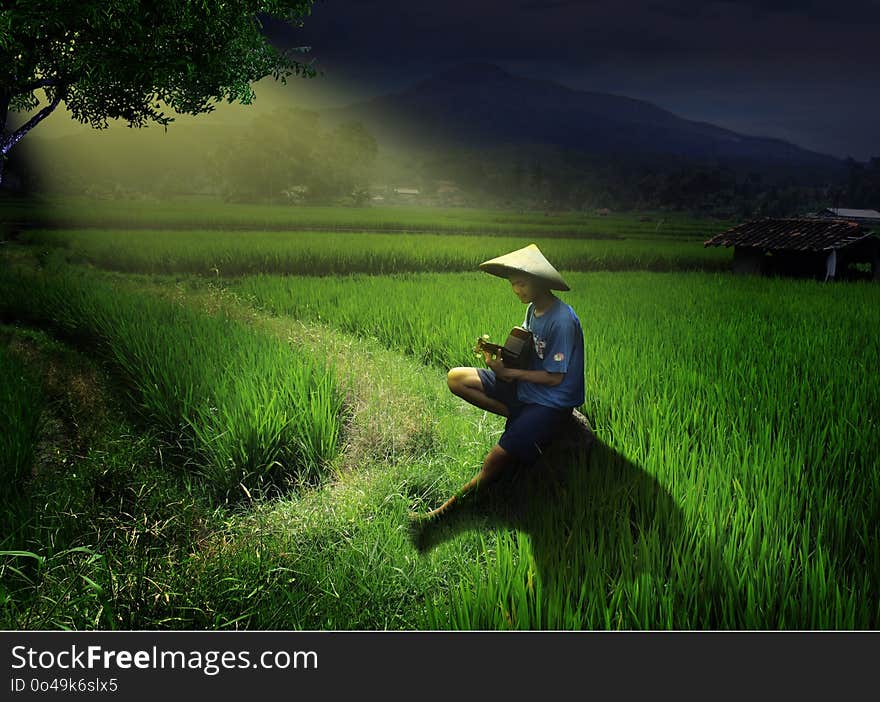 Field, Paddy Field, Agriculture, Grass