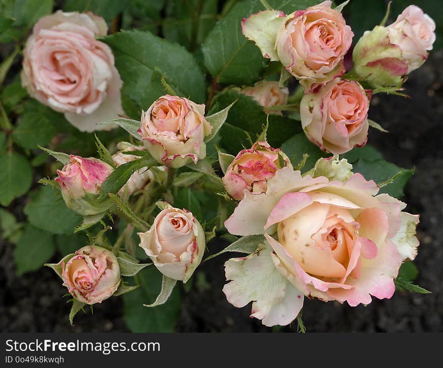 Rose, Flower, Rose Family, Flowering Plant