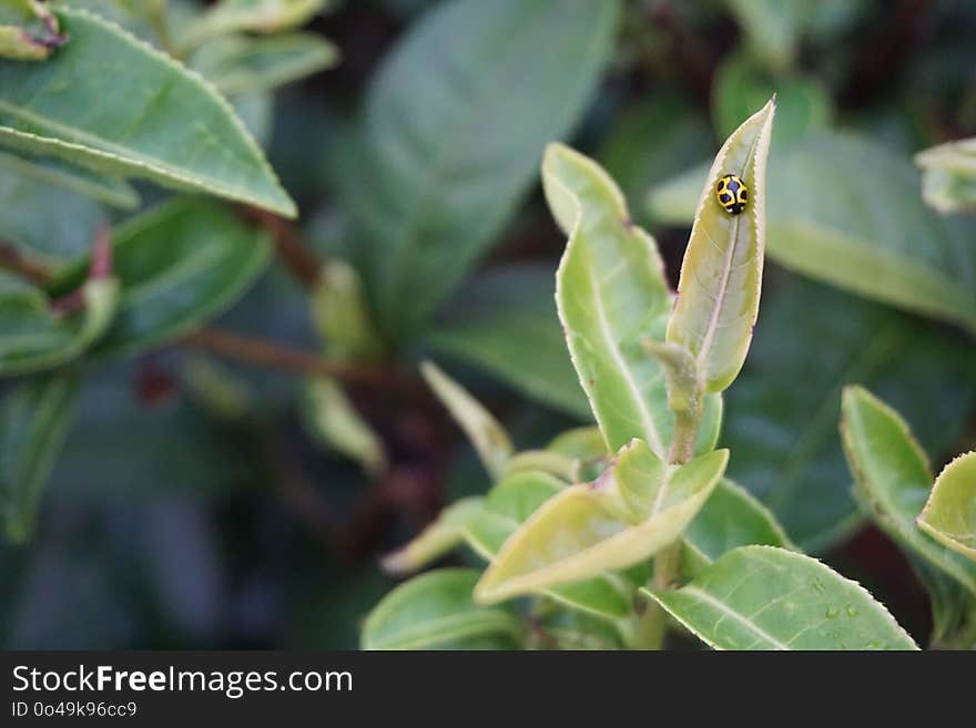 Plant, Leaf, Flora, Plant Stem