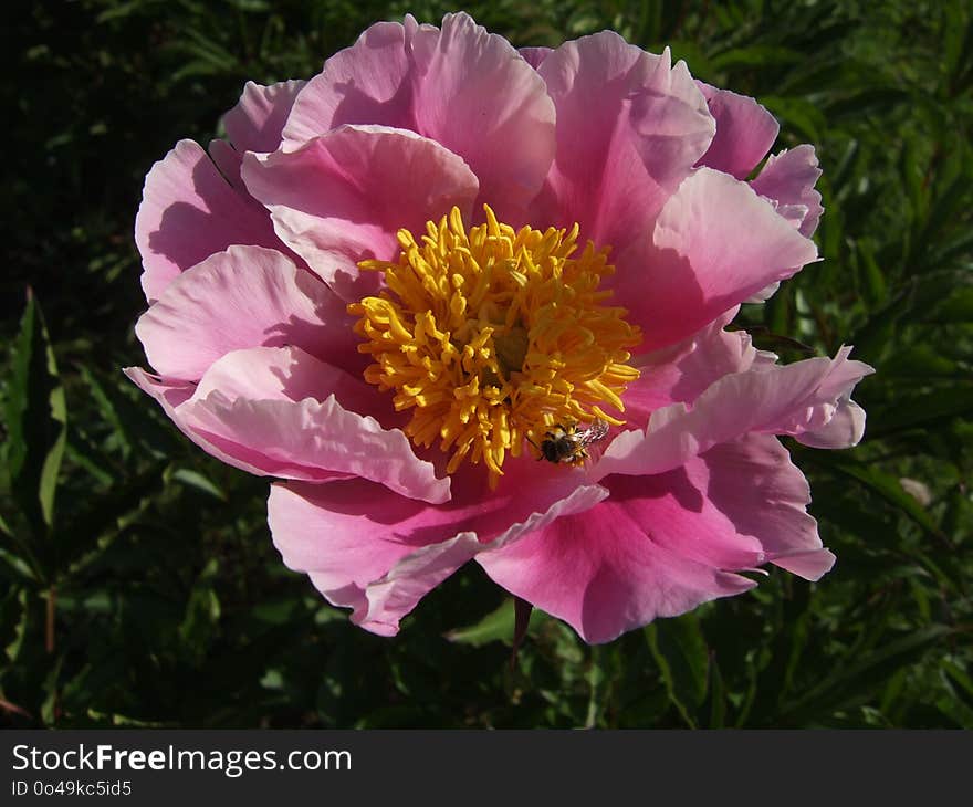 Flower, Peony, Plant, Flowering Plant