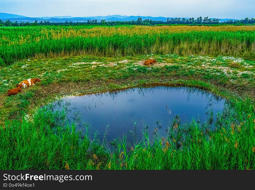 Vegetation, Ecosystem, Grassland, Nature Reserve