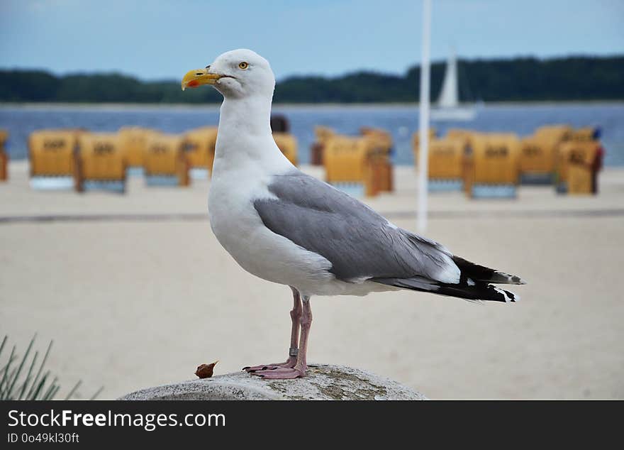 Bird, Gull, Seabird, European Herring Gull