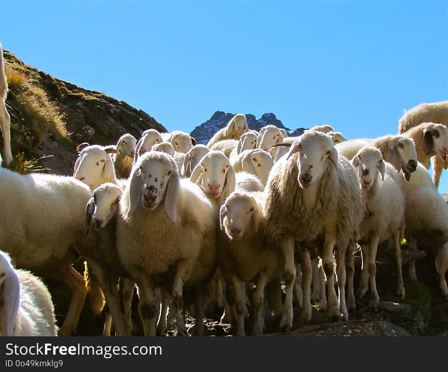 Herd, Sheep, Cow Goat Family, Livestock