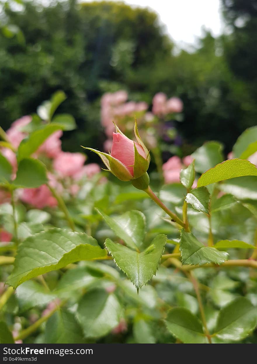 Plant, Rose Family, Flora, Vegetation