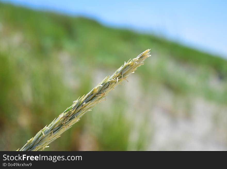 Grass Family, Grass, Macro Photography, Close Up