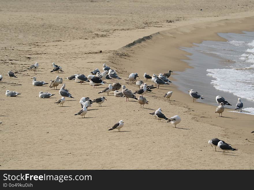 Seabird, Beach, Sand, Shore