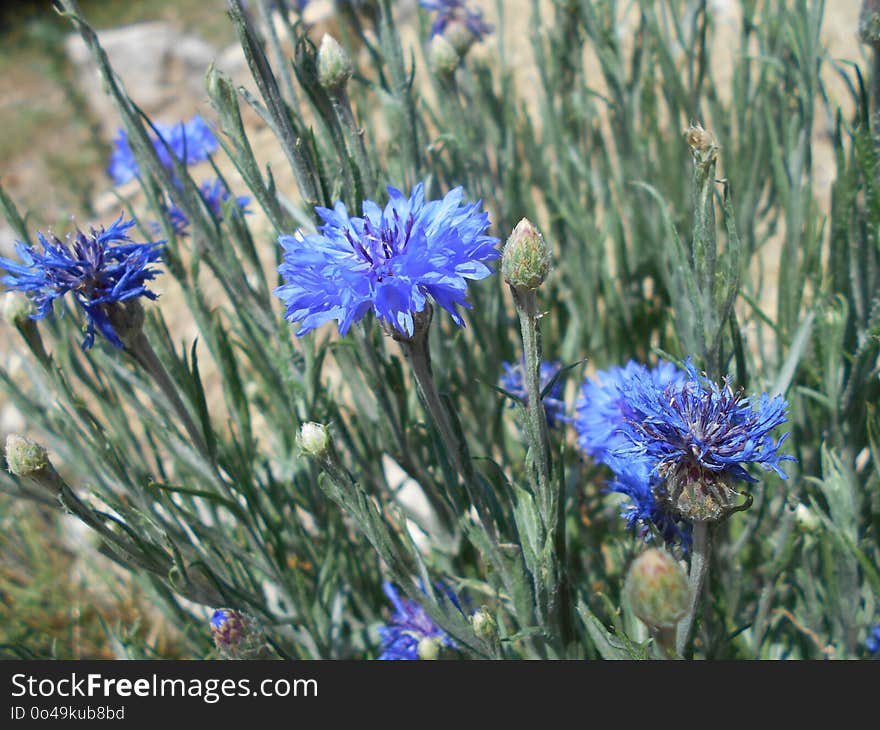 Plant, Flower, Flora, Grass