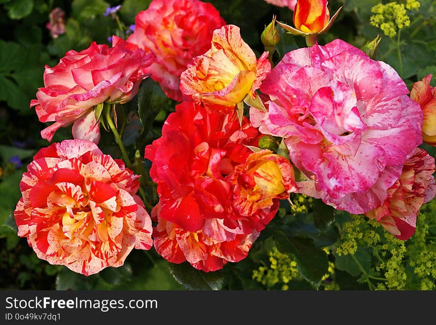 Flower, Plant, Flowering Plant, Pink