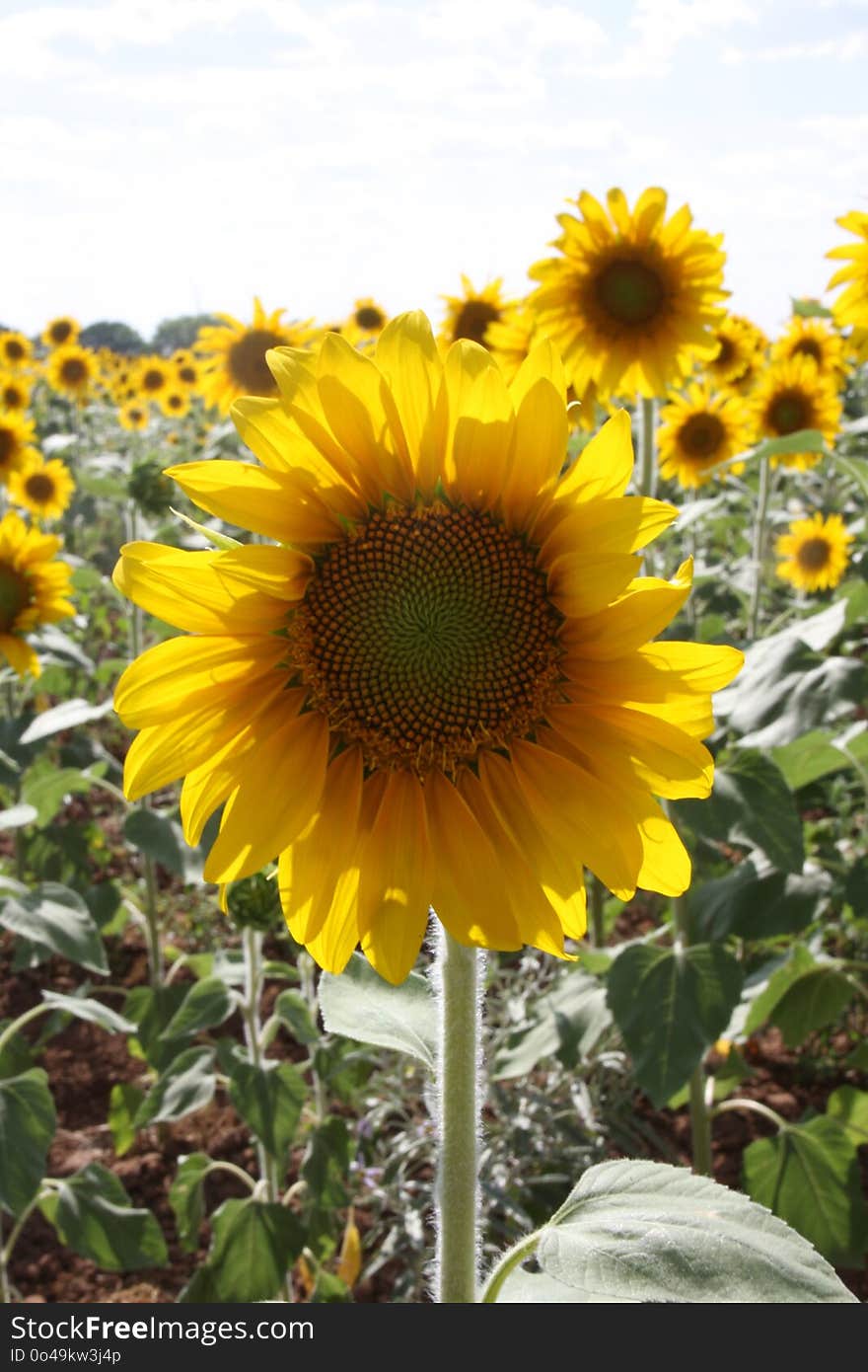 Sunflower, Flower, Yellow, Flowering Plant