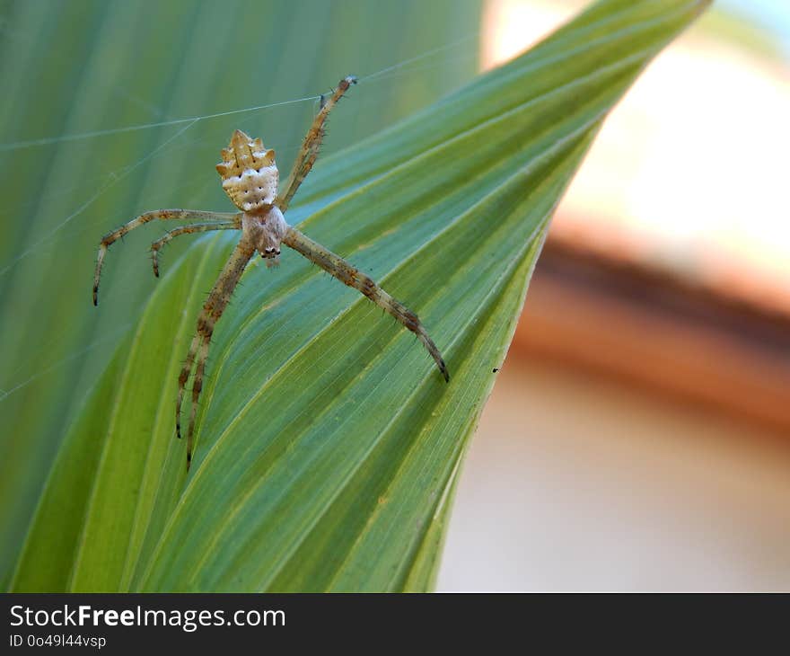 Insect, Dragonfly, Invertebrate, Macro Photography