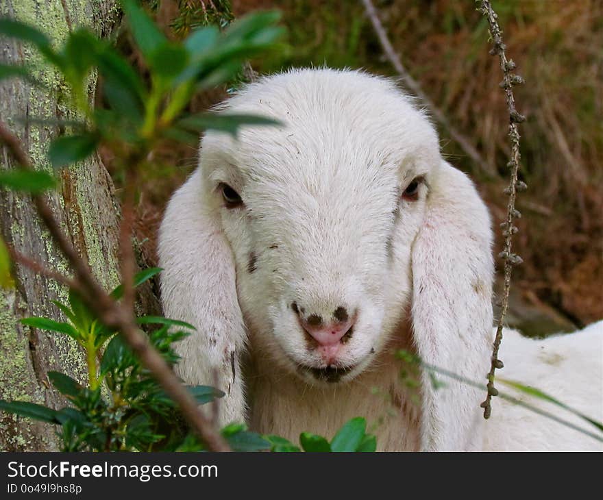 Goats, Goat, Cow Goat Family, Fauna