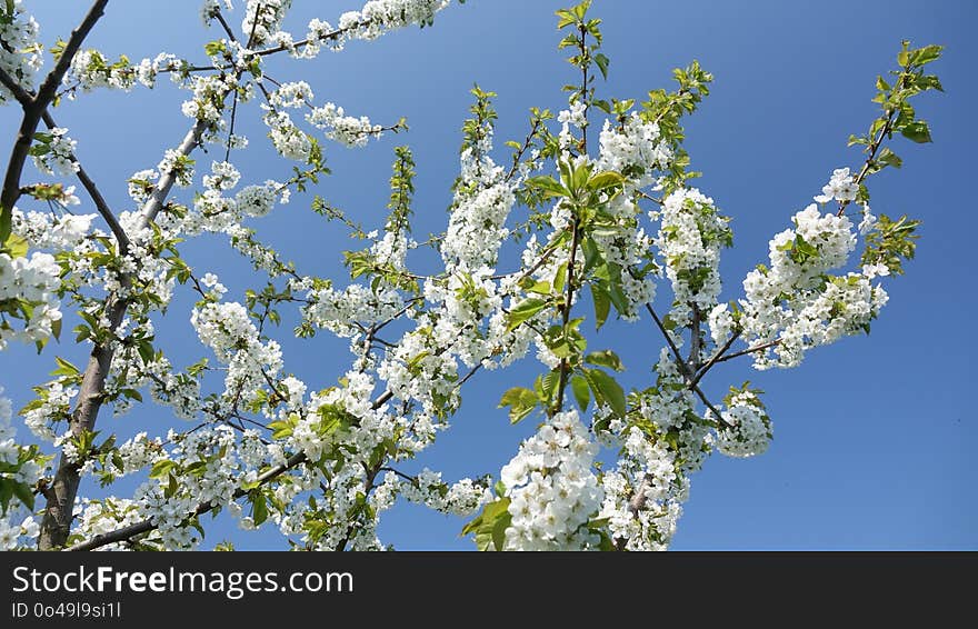 Branch, Blossom, Sky, Spring