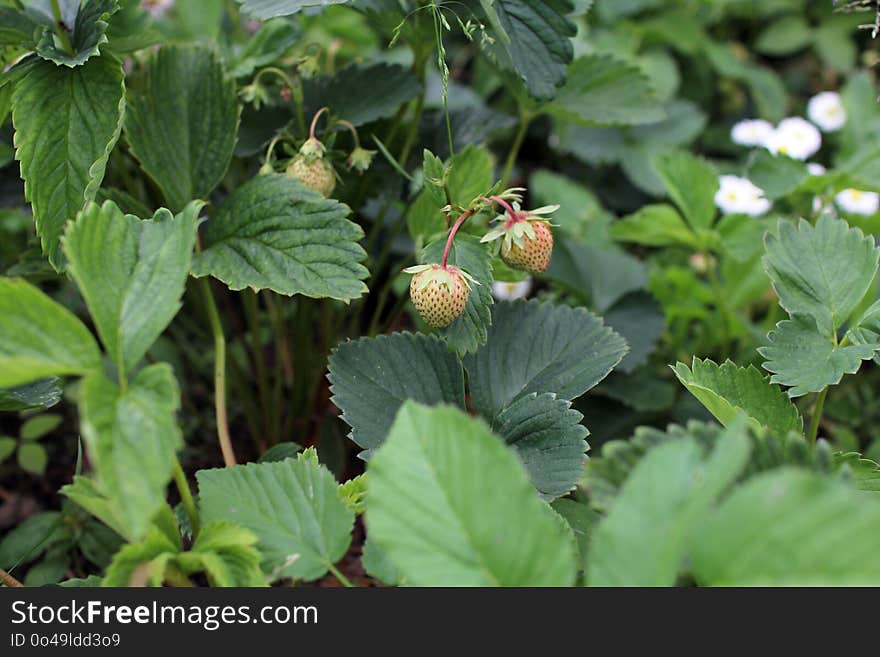 Plant, Leaf, Flora, Insect