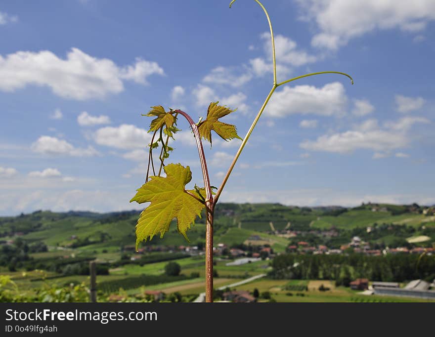 Sky, Yellow, Leaf, Field