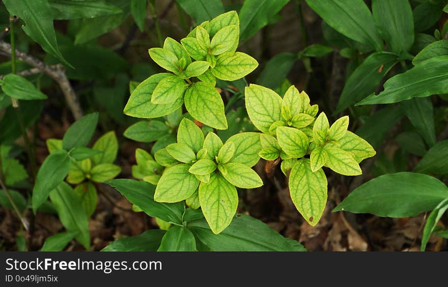 Plant, Leaf, Herb, Basil