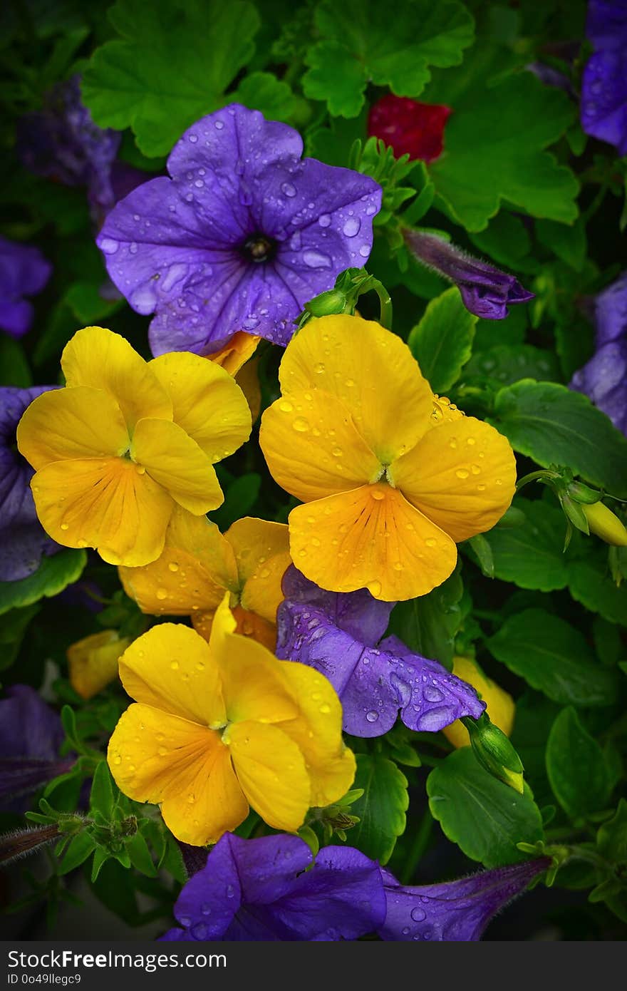 Flower, Yellow, Plant, Flora