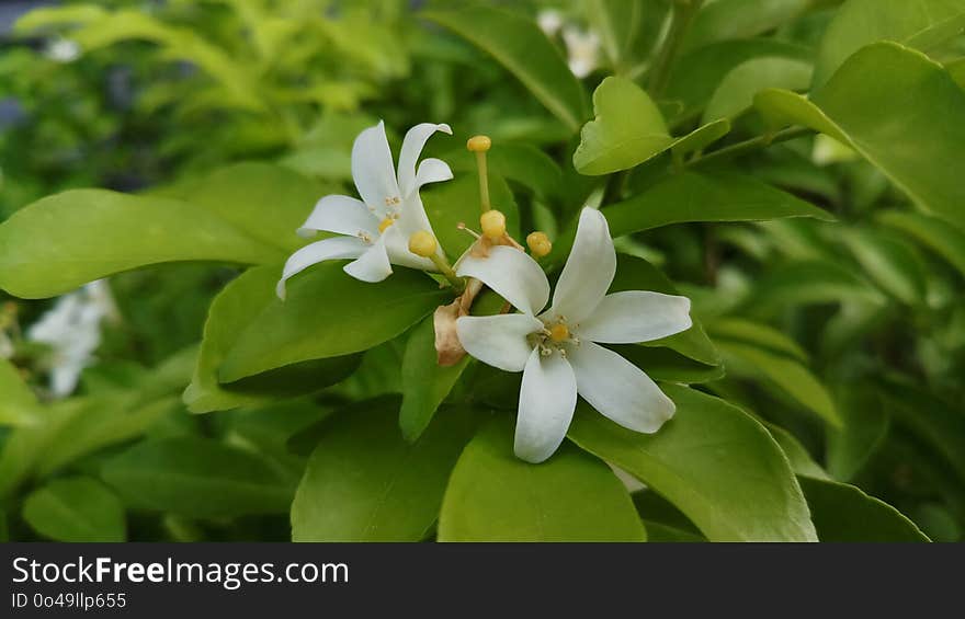 Plant, Flower, Flora, Leaf