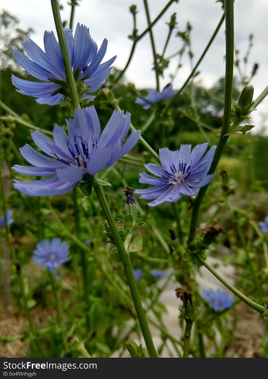 Plant, Flora, Chicory, Flower