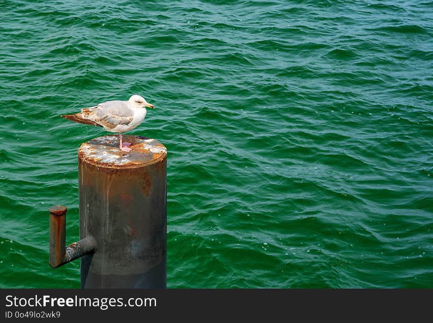 Water, Bird, Sea, Seabird