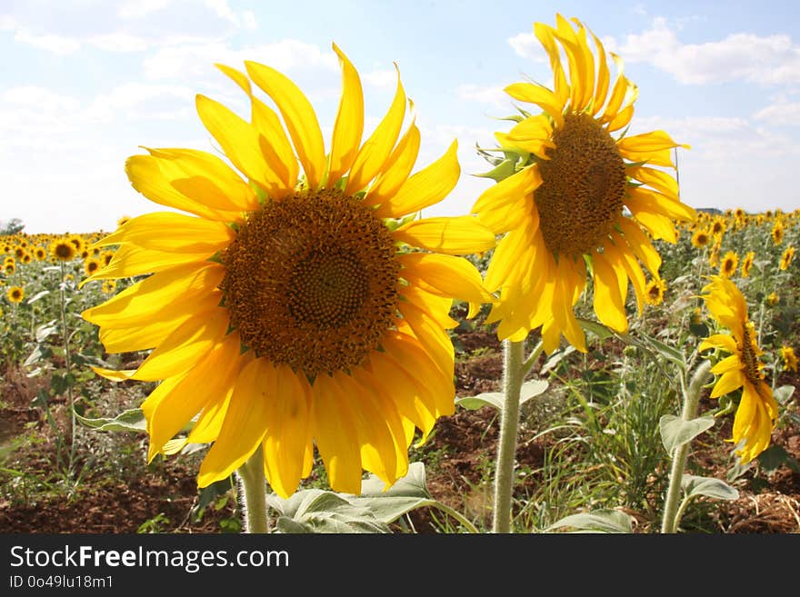 Sunflower, Flower, Yellow, Field