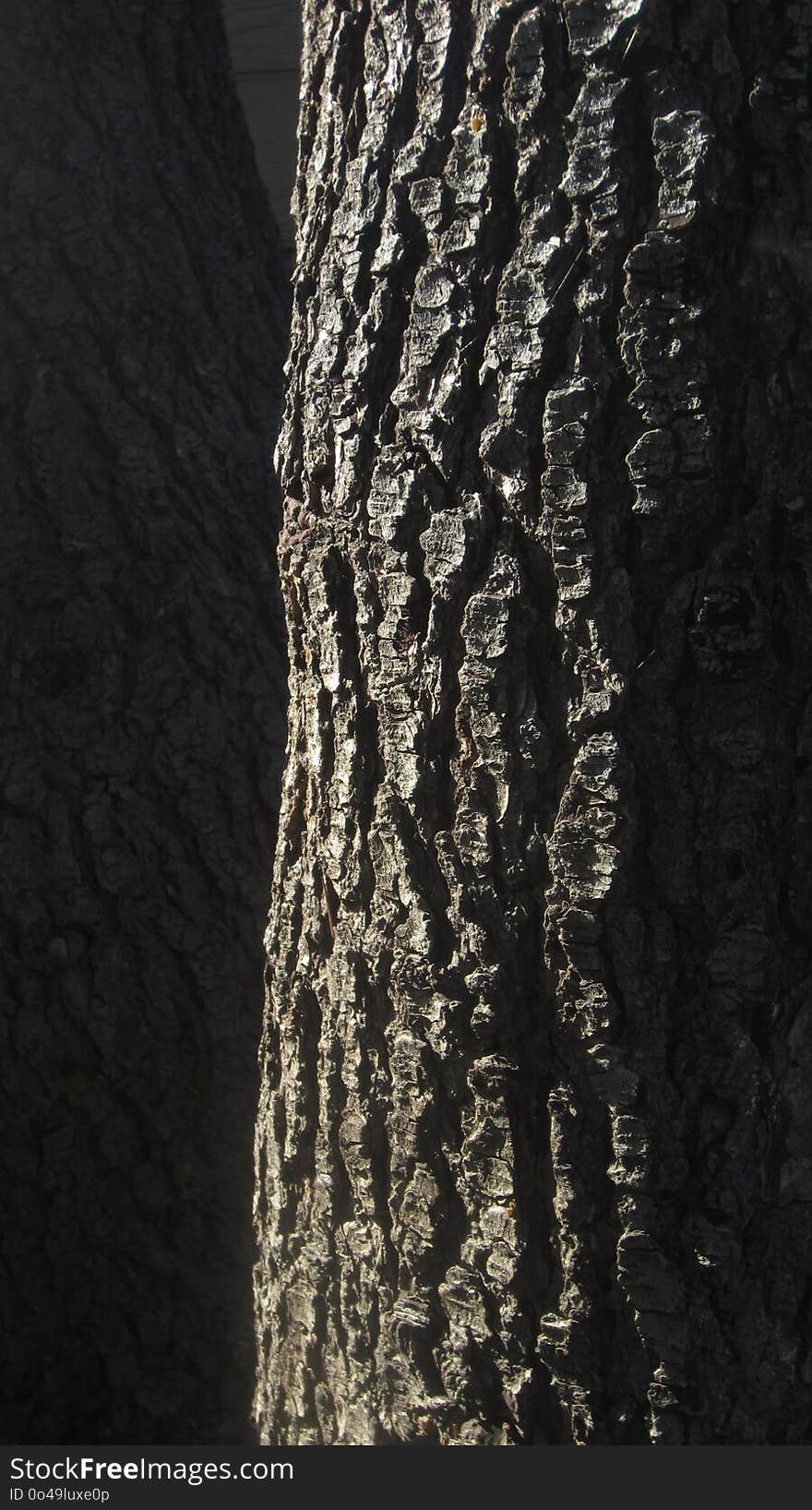 Tree, Woody Plant, Trunk, Wood