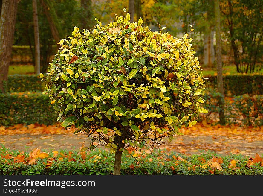 Plant, Tree, Leaf, Flora