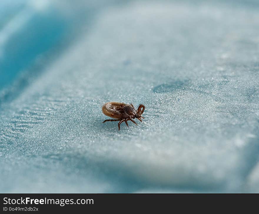 Insect, Water, Macro Photography, Fauna