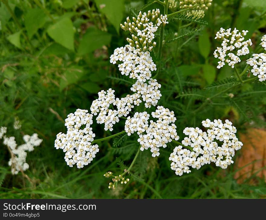 Flower, Cow Parsley, Plant, Yarrow