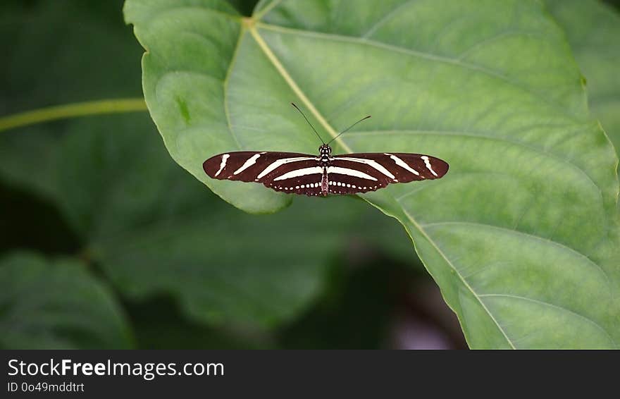 Insect, Butterfly, Moths And Butterflies, Invertebrate