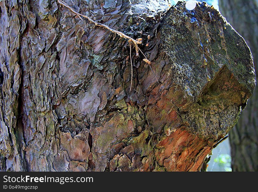 Tree, Trunk, Plant, Leaf