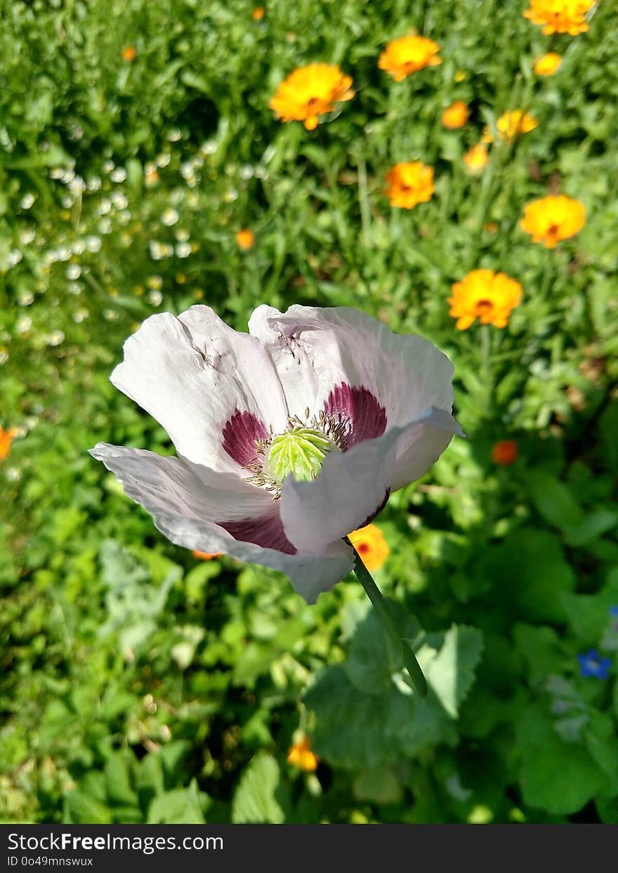 Flower, Wildflower, Plant, Poppy