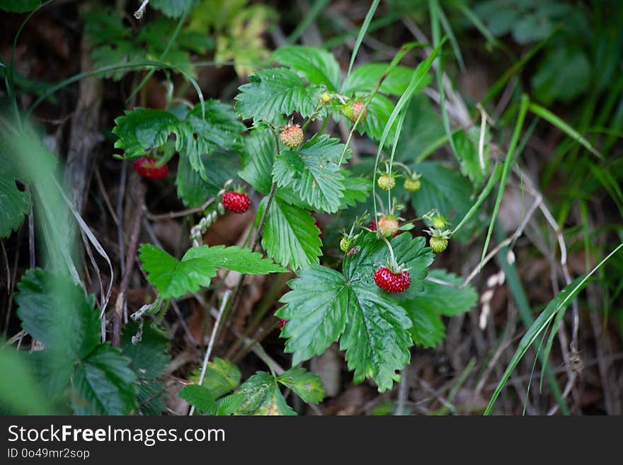 Plant, Flora, Leaf, Salmonberry