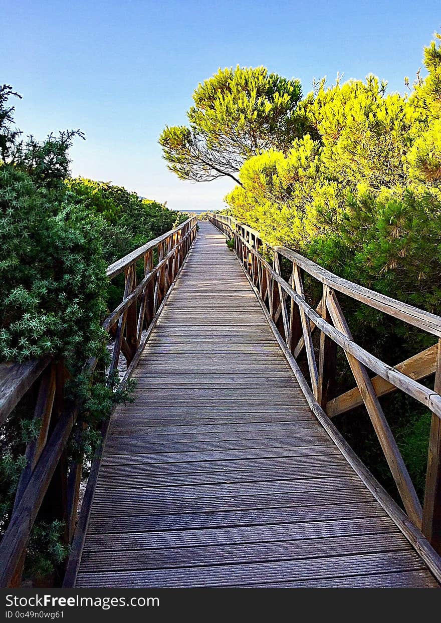 Nature, Walkway, Boardwalk, Tree