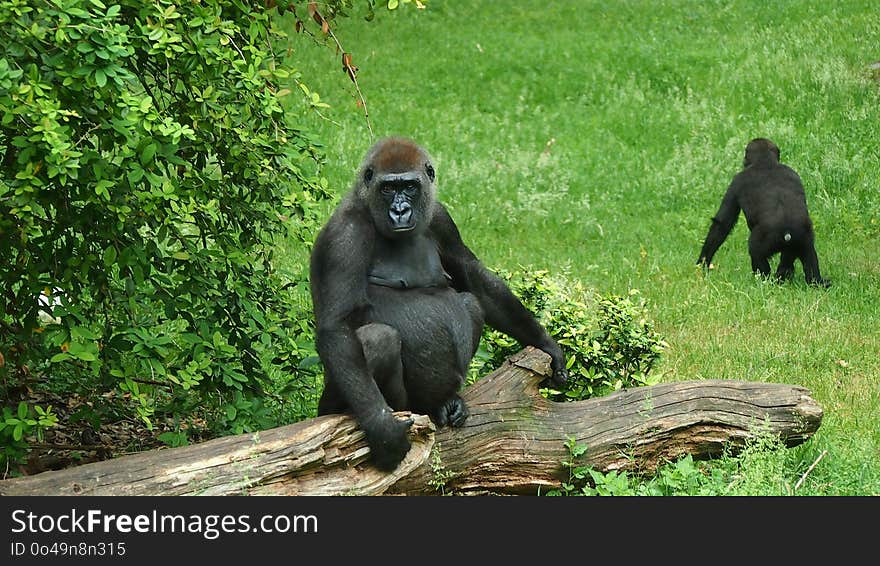 Fauna, Primate, Great Ape, Western Gorilla