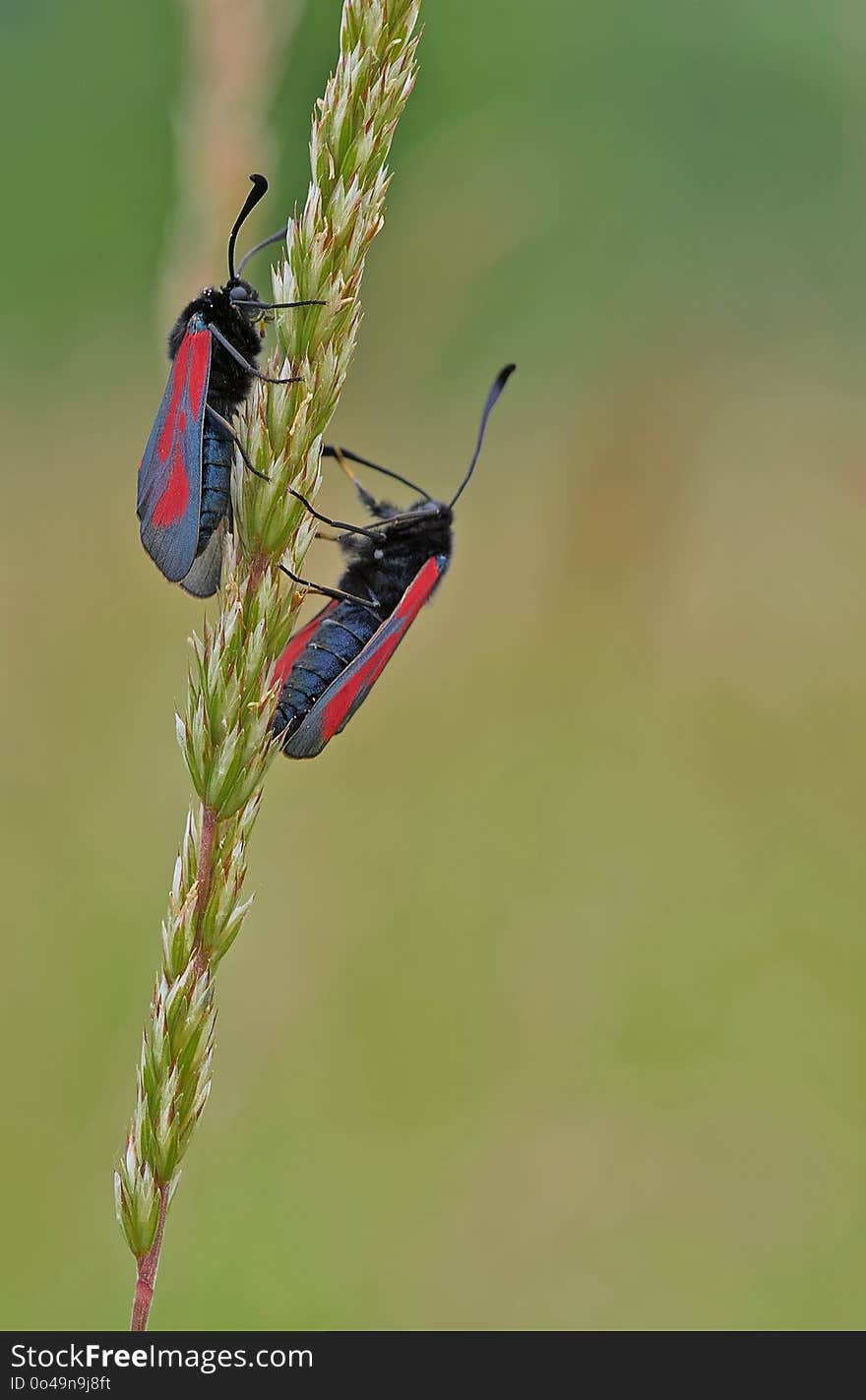 Insect, Fauna, Butterfly, Invertebrate