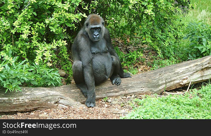 Great Ape, Western Gorilla, Fauna, Primate