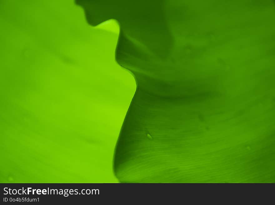 Abstract photo art style nature from Banana leaf creative image