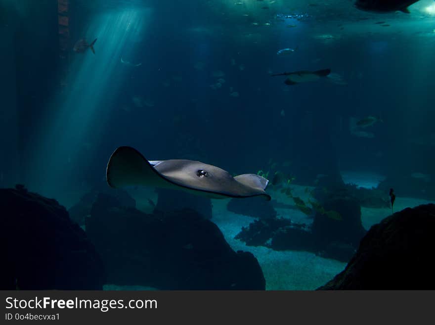 Single specimen of manta swimming in an oceanic environment. Single specimen of manta swimming in an oceanic environment