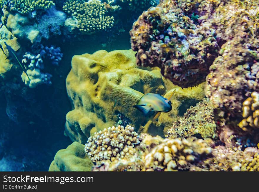 Coral reef of the red sea with beautiful colorful fish under water, beautiful views of the underwater world in a multicolored variety. Coral reef of the red sea with beautiful colorful fish under water, beautiful views of the underwater world in a multicolored variety